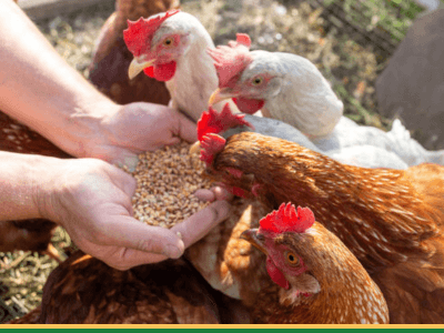 Animal-Feed-Supplier-Global-Grain-Feed