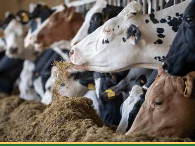 Benefits-of-DDGS-Animal-Feed