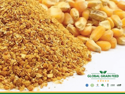 Corn-DDGS-Distillers-Dried-Grains-with-Solubles-Global-Grain-Feed