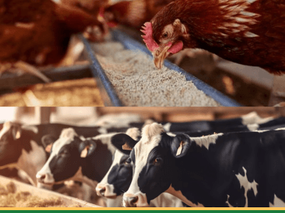 Global Grain Feed - Animal Feed Exporter