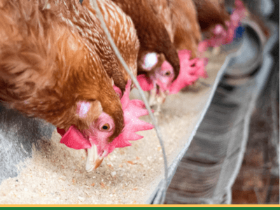 rice-ddgs-poultry-feed-global-grain-feed-feed-exporter