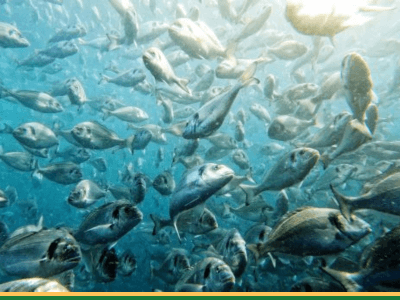 Aquaculture_Fish_Feed_Global_Grain_Feed