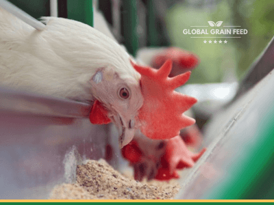 Rice Gluten Poultry Feed